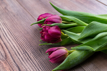 Purple tulips