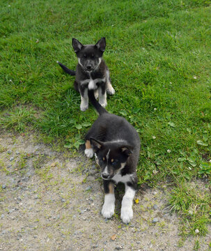 Dog Lapponian herder (Lapinporokoira or Lapp Reindeer dog or Lapsk Vallhund). Two little puppies on green grass
