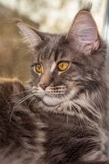 The cat on a windowsill. The beautiful gray maine coon with tassels on the ears is posing.	
