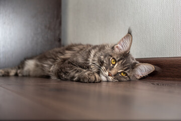 The cat on the floor. The beautiful gray maine coon with tassels on the ears is posing.