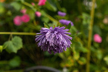 Close up of a purple flower. Beautiful violet flower in macro.	