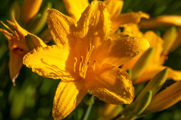 Closeup of yellow flower. Macro-photography. Textural background. 