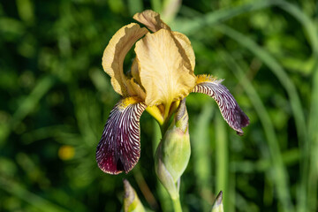 Beautiful yellow - maroon iris. Close-up of blossom flower.	