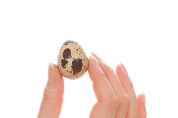 Quail egg in hand isolated.