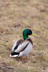 wild duck
