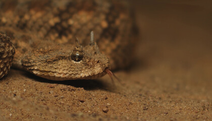 Snake in the sand close-up