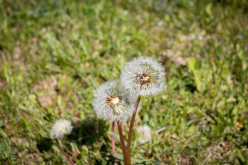Two Dandelions in the Grass On A Sunny Day