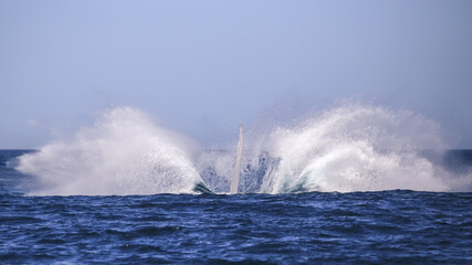 Humpback Splash
