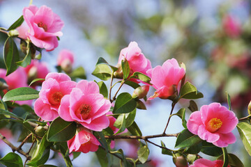 Pink Camellia x williamsii 'Mary Christian' in flower