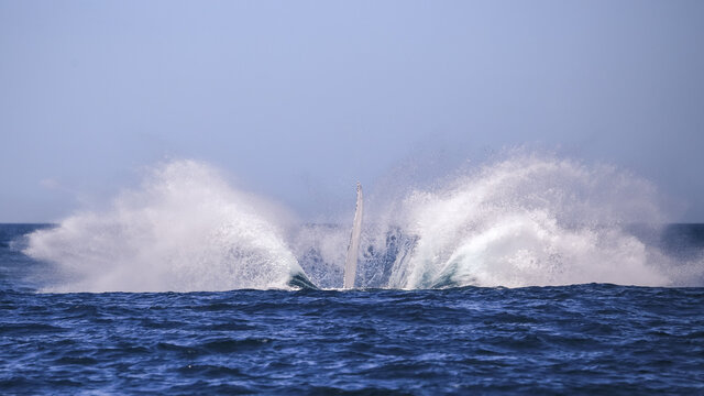 Humpback Splash