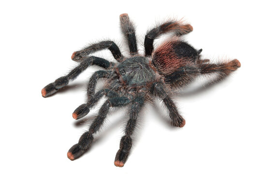 Closeup picture of the common pinktoe tarantula Avicularia avicularia, possibly morphotype 6 (Araneae: Theraphosidae), from Guyana, photographed on white background.