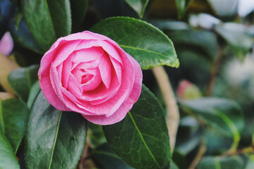 Pink Camellia x williamsii 'Donation' in flower