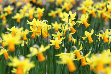 Yellow daffodils, 'Jetfire' Narcissus, in flower in early spring