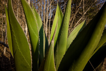 Fototapeta premium agave plant close up
