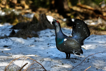 Capercaillie (Tetrao urogallus) male in the central european forest