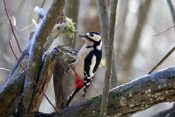 Buntspecht bei Futtersuche.