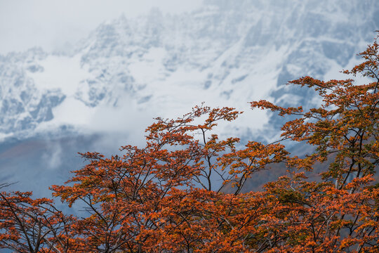 Fall Colors In Front of Mountains