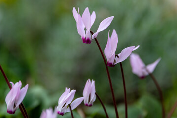 Wild pink cyclamens that grow like weeds in Kiryat Tivon, Israel