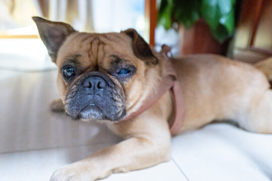 bulldog with ill eye