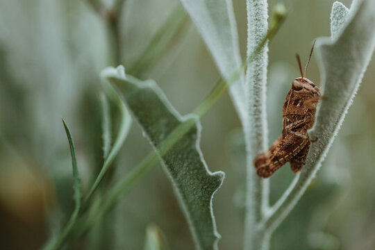 Grasshopper