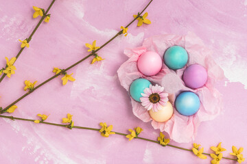 Pastel colored easter eggs with forsythia branches on pink background, top view, easter decoration