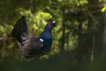 Capercaillie (Tetrao urogallus) male in the central european forest