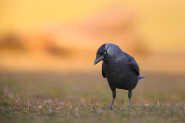 Eurasian Jackdaw (Corvus monedula) standing on a grass in a bright