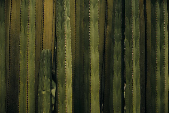 group of cactus
