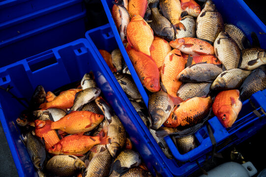 Invasive goldfish collected from a BC lake in a scientific study