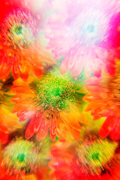 Orange-red Gerbera flowers