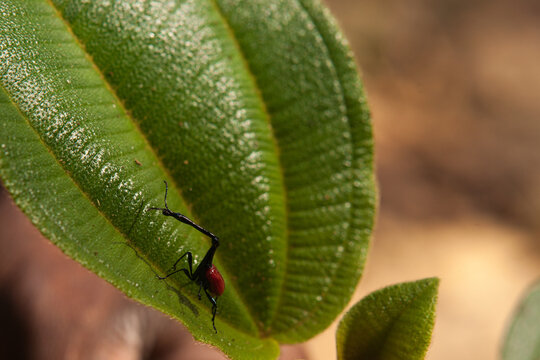 A Bizarre Long Necked Insect on a leaf