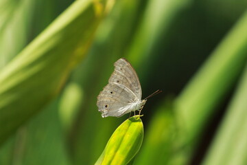 Fototapeta na wymiar butterflies at greenery settings