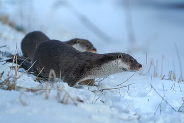 Obraz premium European otter (Lutra lutra) in the snow