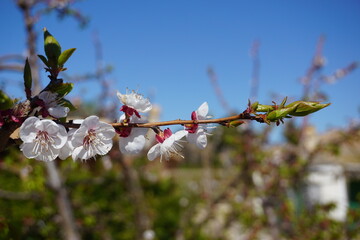 Almond blooming tree in Cieza, Spain