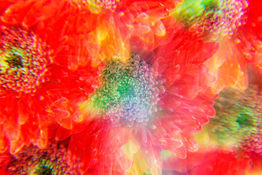 Orange-red Gerbera flowers
