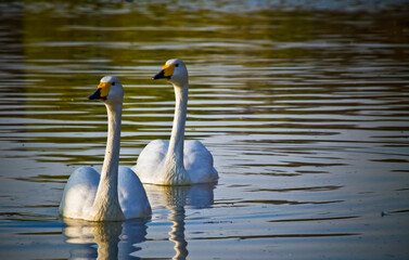 Fototapeta premium A pair of Bewicks swan swimming in a pond.