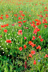A view of a Poppy field in countryside - Romania