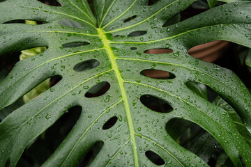 Fototapeta na wymiar close up of green leaf