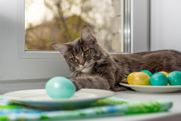The cat tries to disrupt the photo session. Easter eggs on the plate. Spring season. Easter composition of eggs. Orthodox tradition.