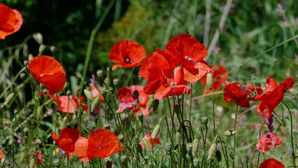 Mohn