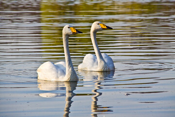 A pair of Bewicks swan swimming  in a pond.