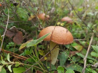 mushroom in the grass