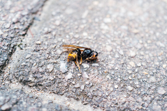 dead wasp on ground