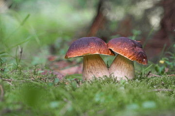 Two mushroom boletus edulis in the forest