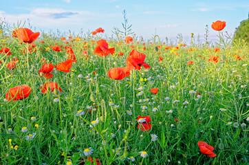 A view of a Poppy field in countryside - Romania