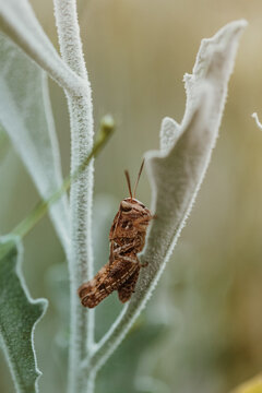 Grasshopper