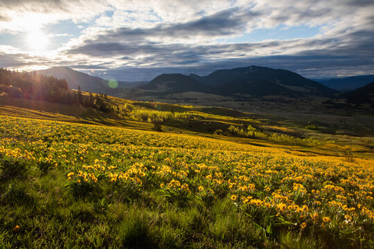 Endless fields of wildflowers in the mountains of BC