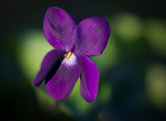 Close up of violet flower petals against a black background in spring in southern France