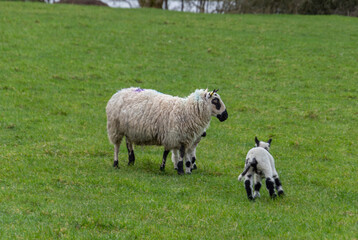Fototapeta premium Female sheep with newborn lamb in lush green meadow in Spring Time.