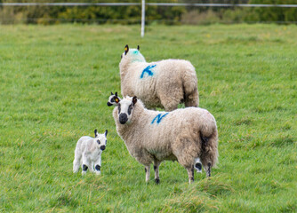 female sheep with her young lamb, facing forward in green meadow. The little lamb is nuzzling up to her mother